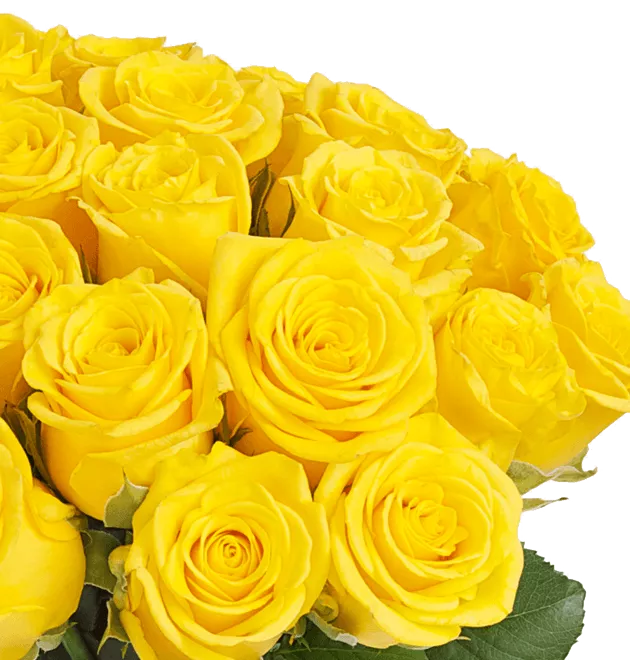 Gelbe Rosen
