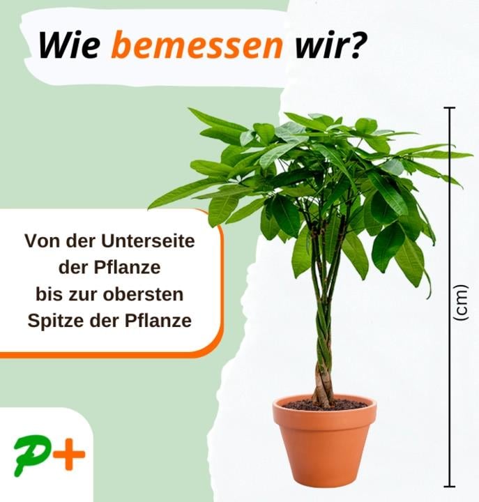 7er-Set | Pflanzenüberraschung | +/- 40-70cm | ø 12-15cm Topf