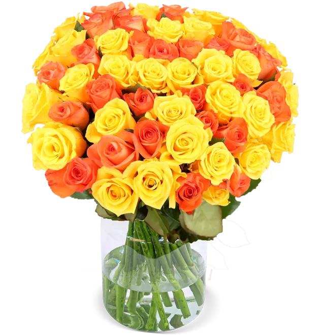 50 gelb orange Rosen