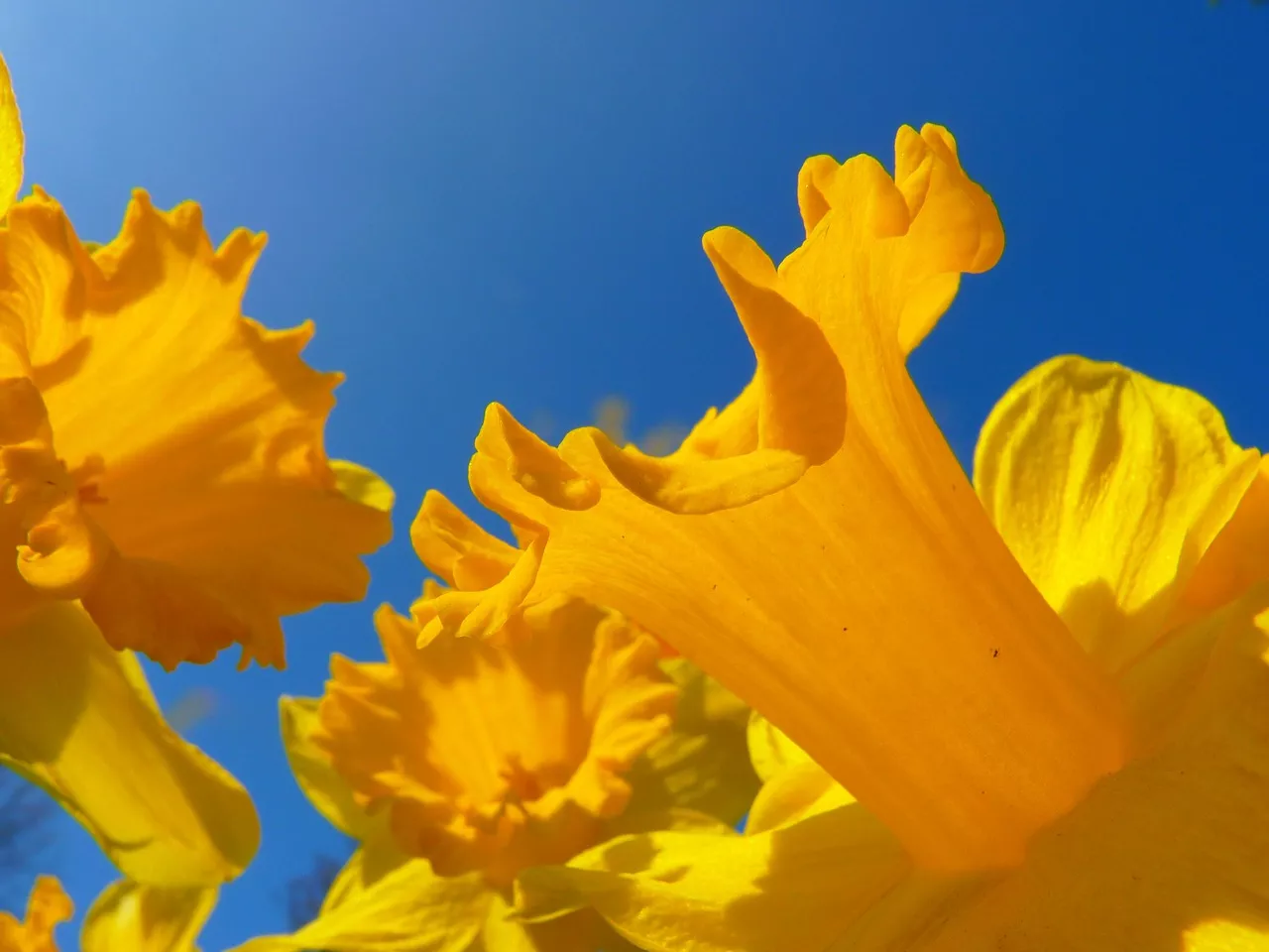 Blumen April - Diese Aprilblumen solltest du kennen Blumen April