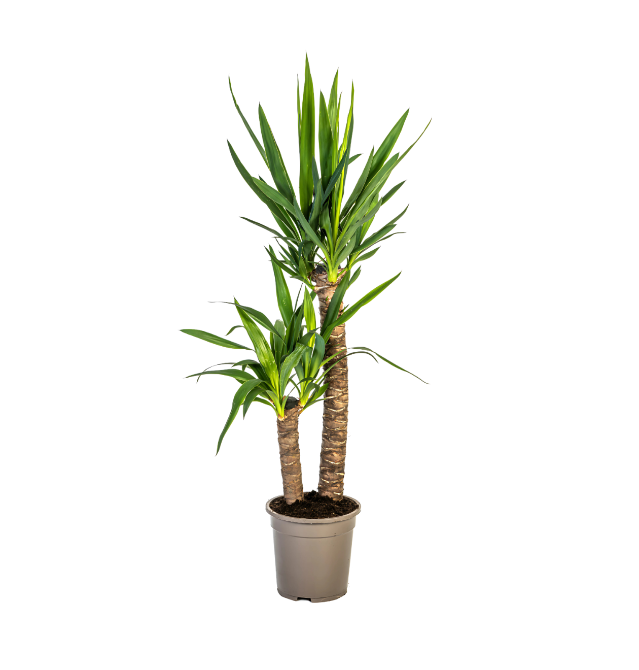 Yucca Elephantipes | Palmlilie | +/- 80cm | ø 19cm Topf