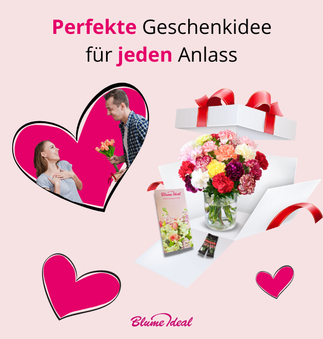 33 bunte Nelken