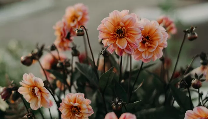 Top 10 Herbstblumen für Garten und Balkon - Unsere Top 10 Herbstblumen