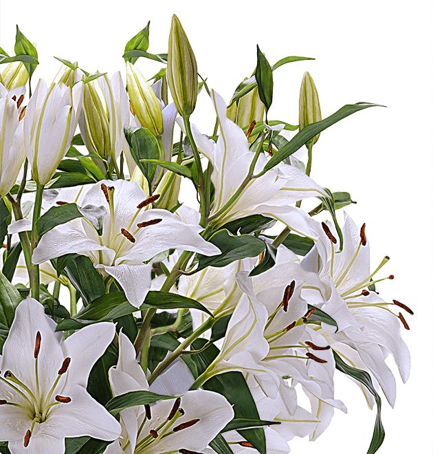 20 weiße Lilien XXL mit bis zu 80 Blüten