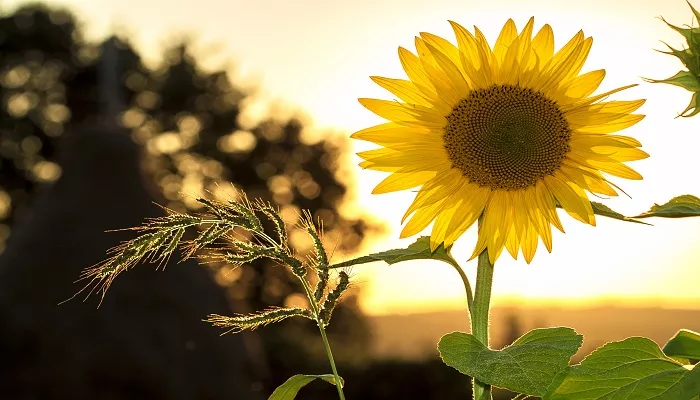 Top 3 Sommerblumen als Geschenk und zur Dekoration Sonnenblumen im Sommer