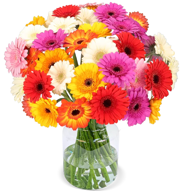 44 bunte Gerbera 