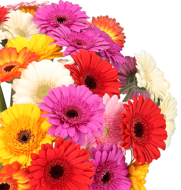 33 bunte Gerbera