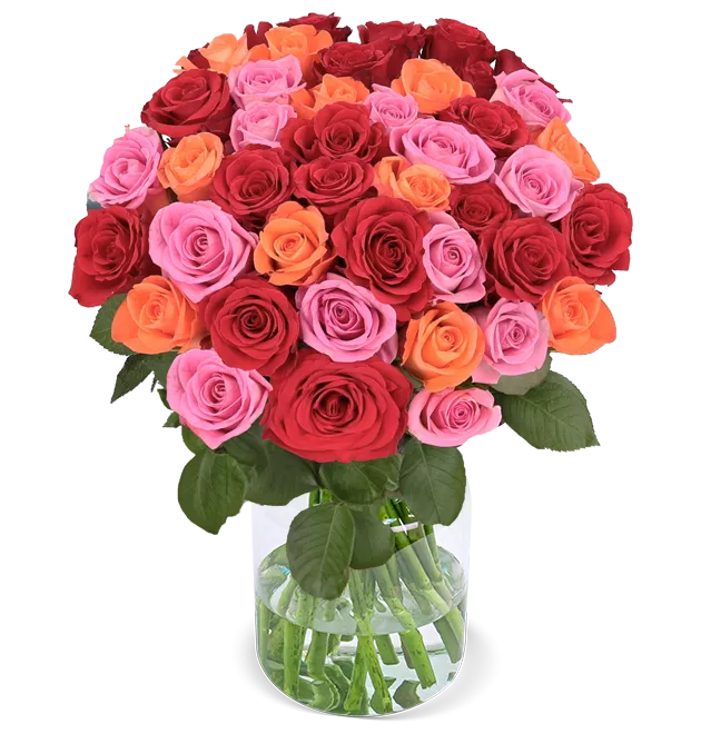 50 Rosen - "Rosenbeet"