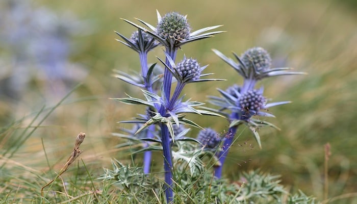 Blumen September