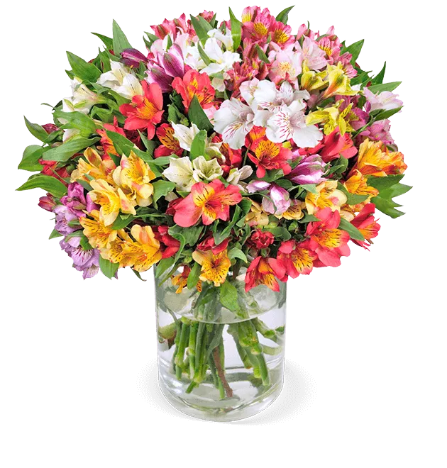 Alstroemeria - Inkalilien