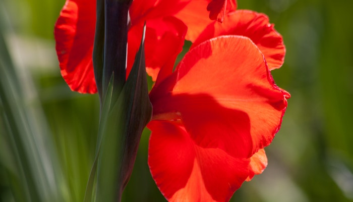 Geburtsblume August - Die auffällig hübsche Gladiole Geburtsblume August