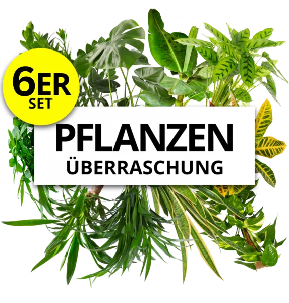 6er-Set | Pflanzenüberraschung | +/- 40-55cm | ø 12-15cm Topf