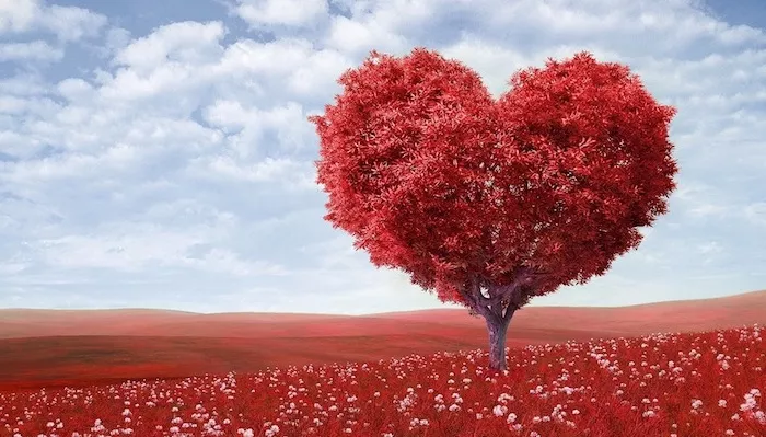 Rosen und ihre Bedeutung - Symbolik der Liebe Blumen Liebe