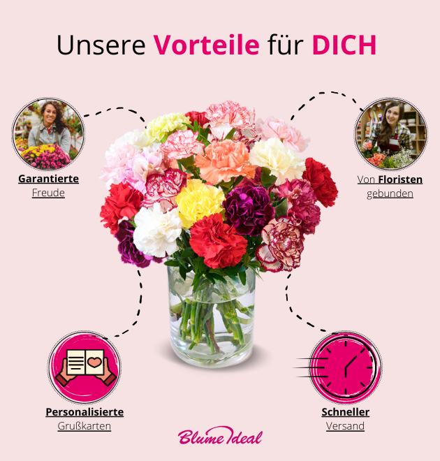 33 bunte Nelken