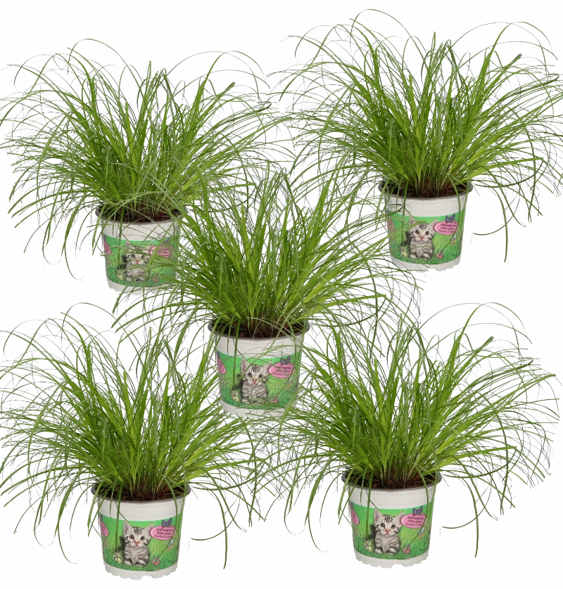 5er-Set | Katzengras | +/- 30-40cm | ø 10-15cm Topf 5er-Set | Katzengras | +/- 30-40cm | ø 10-15cm Topf