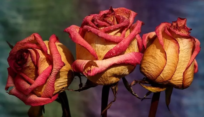 Blumen trocknen – 3 Methoden mit Erfolgsgarantie Blumen trocknen