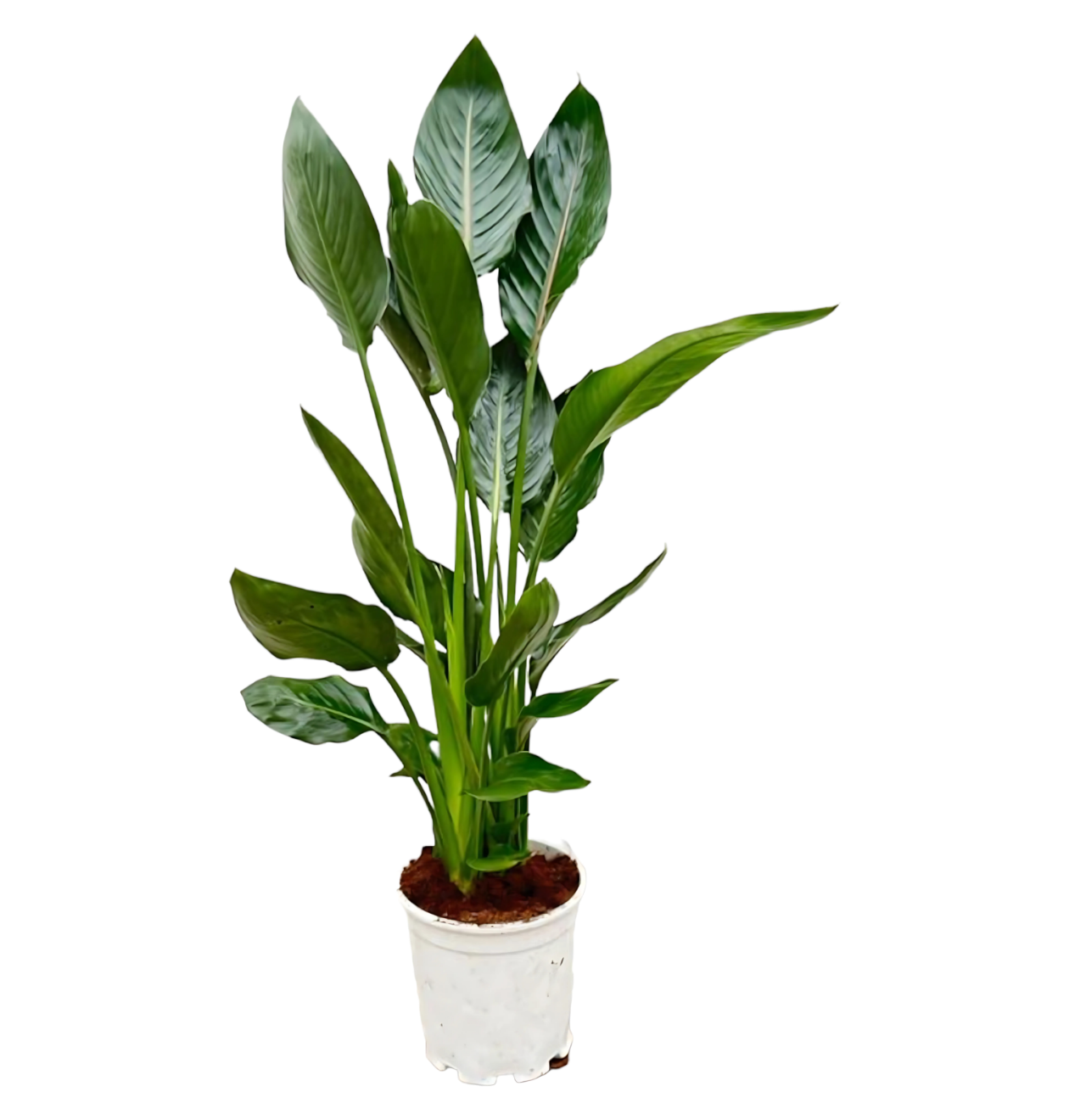 Strelitzia “Reginae” | Paradiesvogelblume | +/- 100cm | ø 19cm Topf