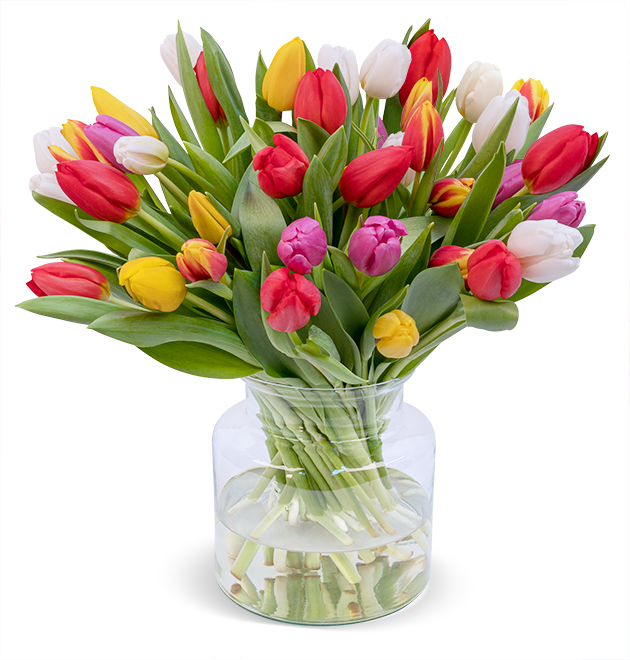 33 bunte Tulpen