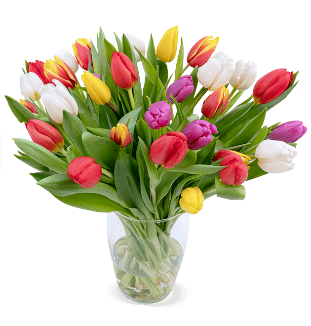 Bunte Tulpen