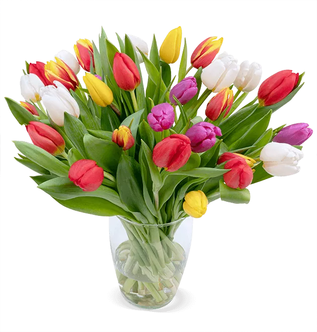 Bunte Tulpen