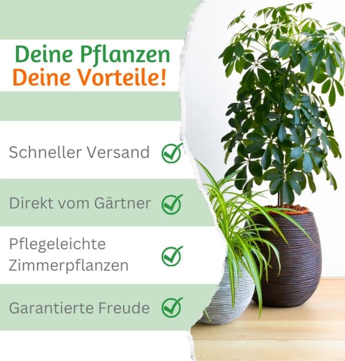 7er-Set | Pflanzenüberraschung | +/- 40-70cm | ø 12-15cm Topf