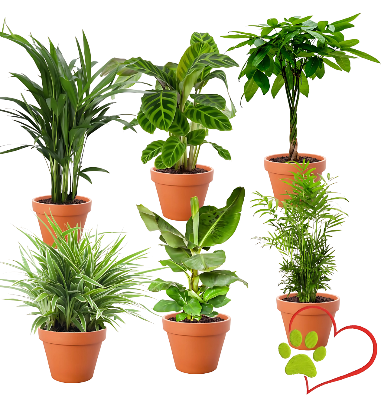 6er-Set “Tierfreund” | Bergpalme | Bananenpflanze | Goldfruchtpalme | Grünlilie | Korbmarante | Glückskastanie | +/- 30-60cm | ø 12-15cm Topf