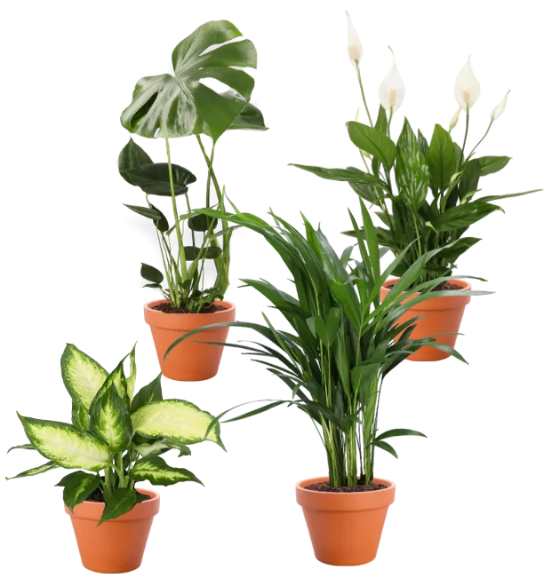 4er-Set| Monstera | Einblatt | Dieffenbachie | Goldfruchtpalme |+/- 40-45cm | ø 12-15cm Topf