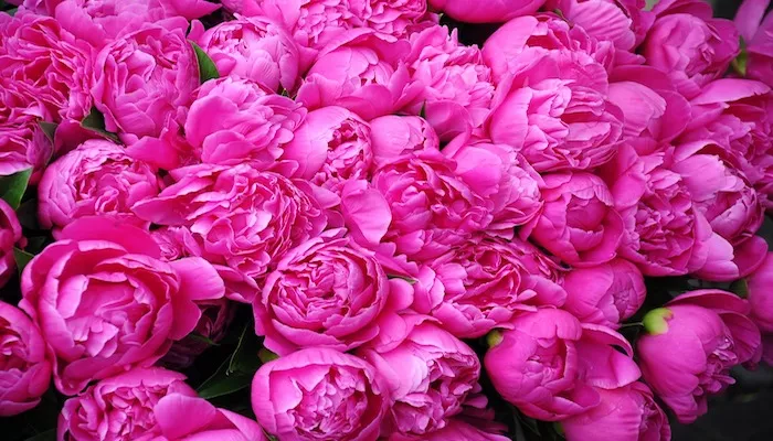 Blumen Mai - Diese Blumen sind im Mai beliebt Blumen Mai