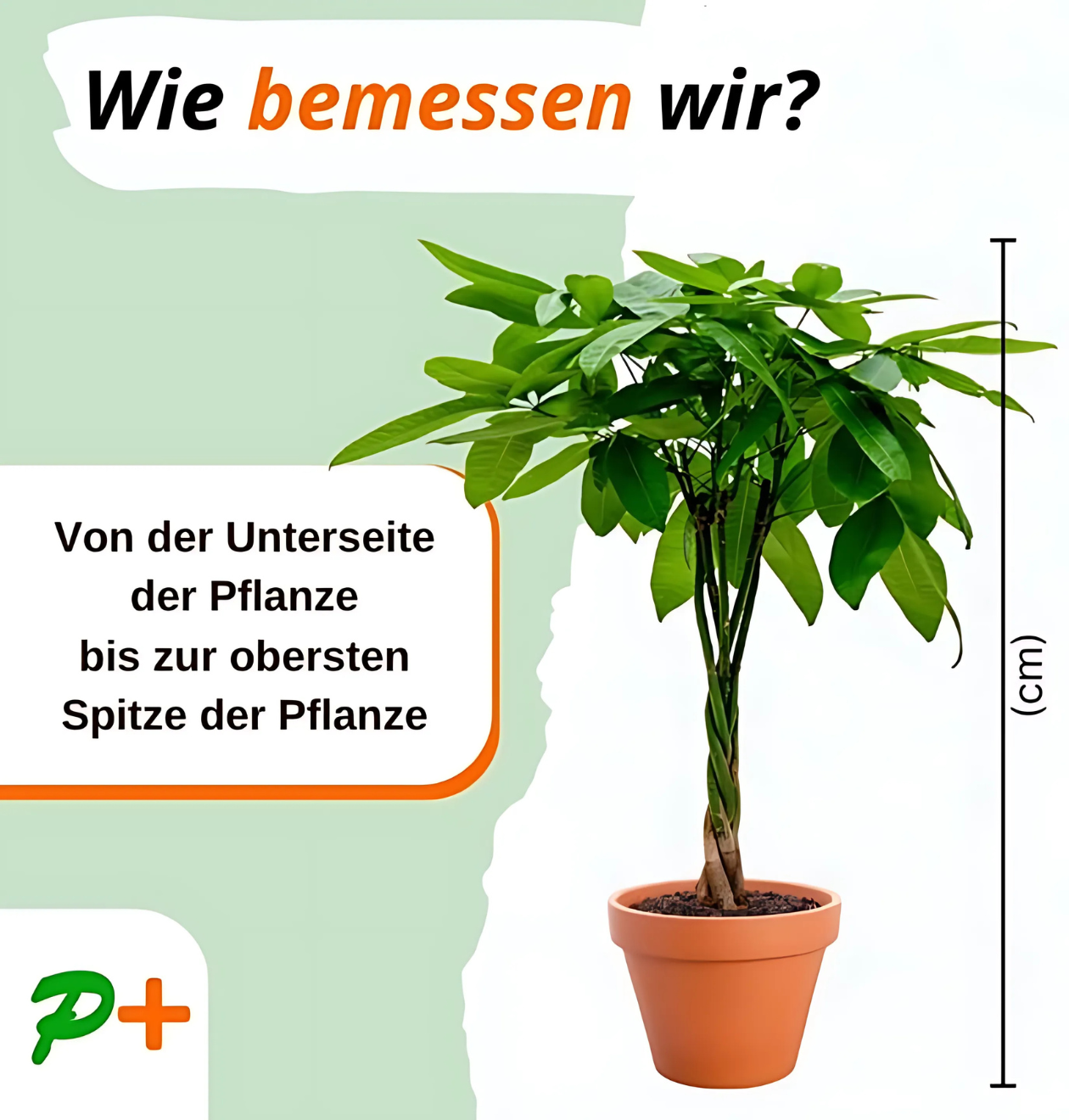 6er-Set “Tierfreund” | Bergpalme | Bananenpflanze | Goldfruchtpalme | Grünlilie | Korbmarante | Glückskastanie | +/- 30-60cm | ø 12-15cm Topf