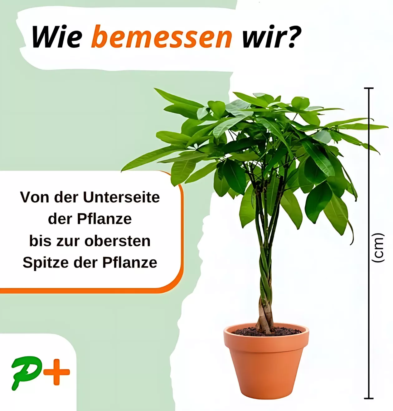 6er-Set “Tierfreund” | Bergpalme | Bananenpflanze | Goldfruchtpalme | Grünlilie | Korbmarante | Glückskastanie | +/- 30-60cm | ø 12-15cm Topf