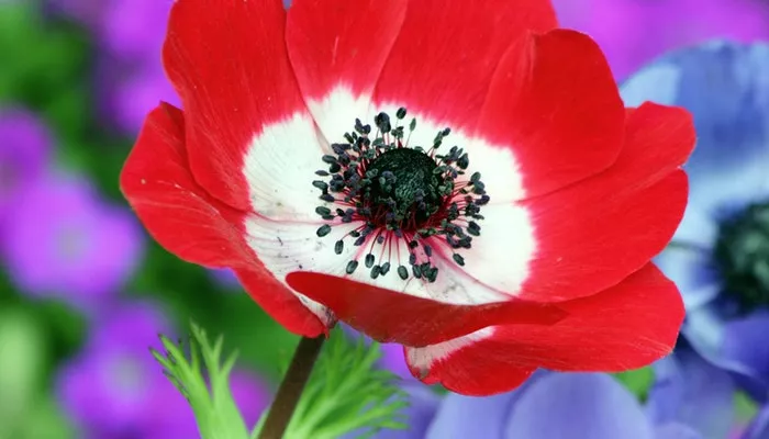 Blumen Februar - Diese Blumen im Februar erwarten dich! Blumen Februar
