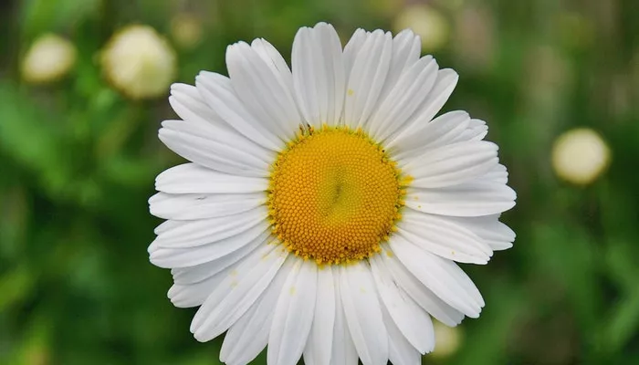 Geburtsblume April - Das Gänseblümchen passt zu dir Geburtsblume April