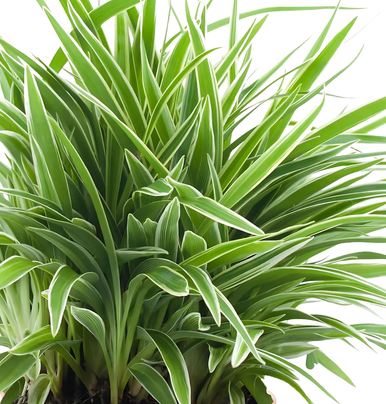 6er-Set “Tierfreund” | Bergpalme | Bananenpflanze | Goldfruchtpalme | Grünlilie | Korbmarante | Glückskastanie | +/- 30-60cm | ø 12-15cm Topf