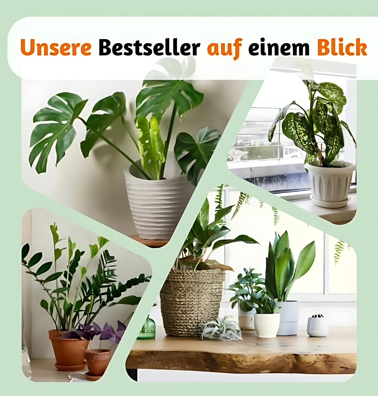 6er-Set “Tierfreund” | Bergpalme | Bananenpflanze | Goldfruchtpalme | Grünlilie | Korbmarante | Glückskastanie | +/- 30-60cm | ø 12-15cm Topf