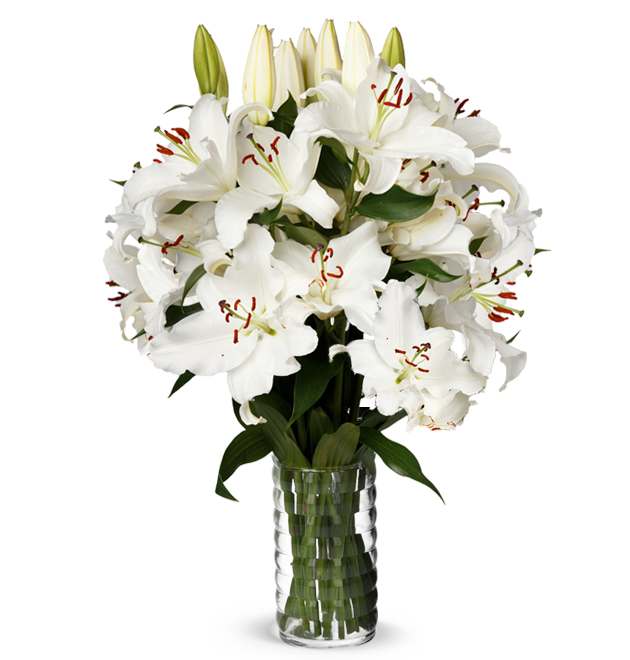 20 weiße Lilien XXL mit bis zu 80 Blüten