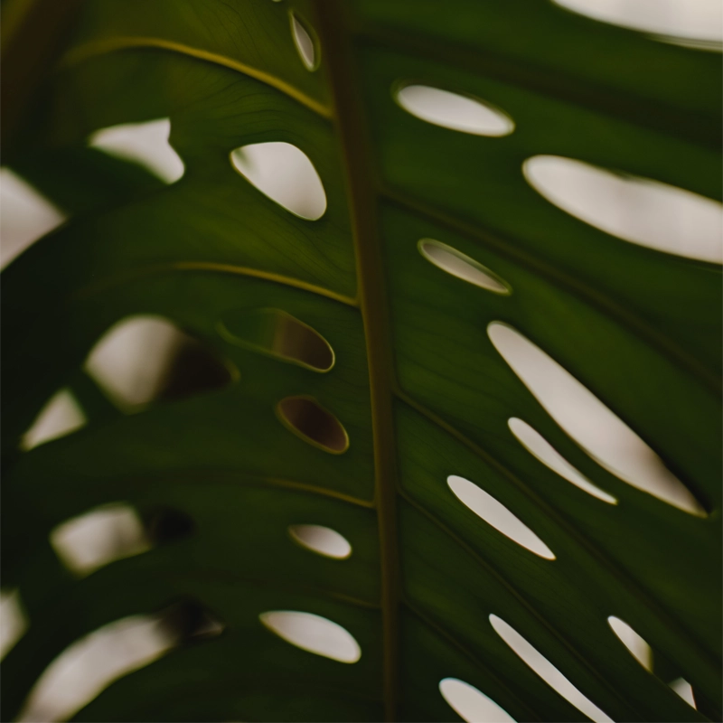 Monstera Monkey Leaf | “Affenblatt” | +/- 30-45cm | ø 12-15cm Topf