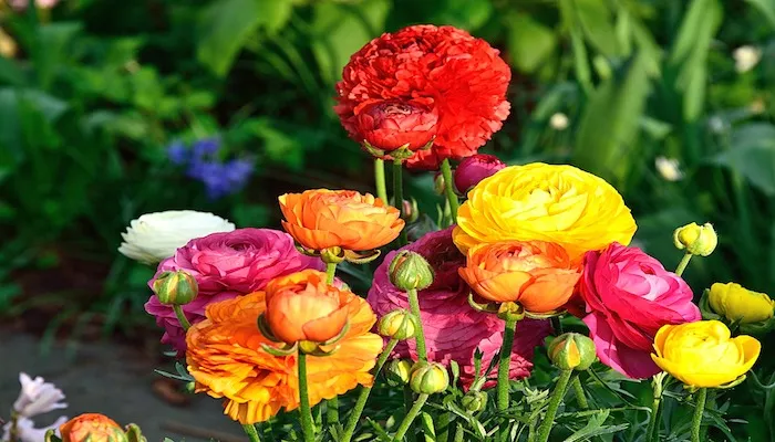 Ranunkel Bedeutung - Blumensprache und Symbolik der Ranunkel Ranunkel Bedeutung