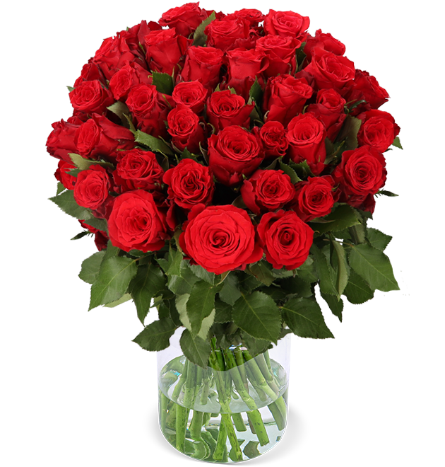 33 rote Rosen (40-50cm)