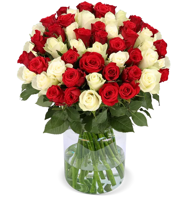 50 rot-weiß Rosen