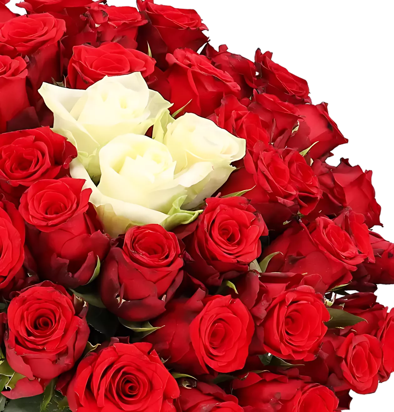 10 Rosen - “Sweetheart”