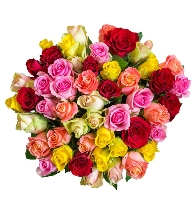 41 Rosen RainbowRoses