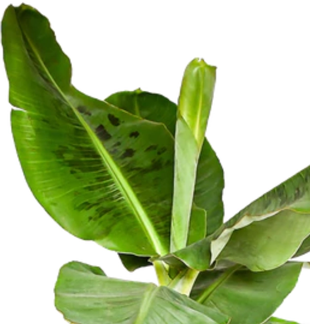 5er-Set "Tierfreund" | Bergpalme | Glückskastanie | Bananenpflanze | Korbmarante | Goldfruchtpalme | +/- 30-60cm | ø 10-15cm Topf 5er-Set "Tierfreund" | Bergpalme | Glückskastanie | Bananenpflanze | Korbmarante | Goldfruchtpalme | +/- 30-60cm | ø 10-15cm Topf