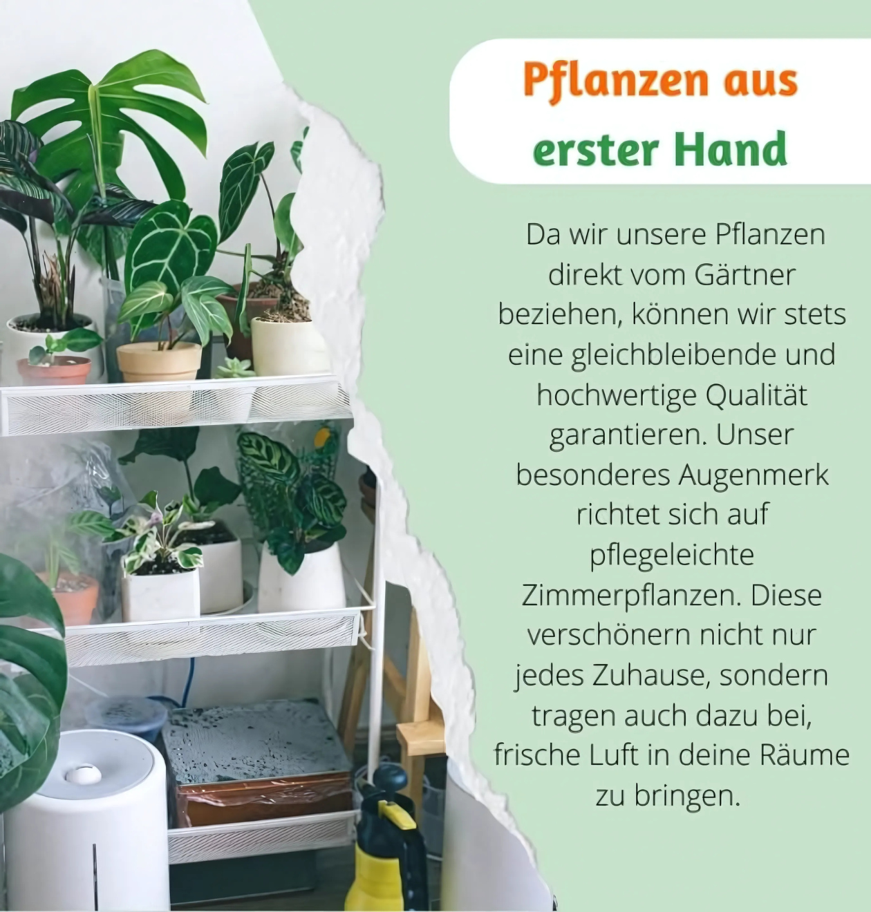 4er-Set "Tierfreund" | Bergpalme | Glückskastanie | Bananenpflanze | Korbmarante | +/- 30-60cm | ø 12-15cm Topf