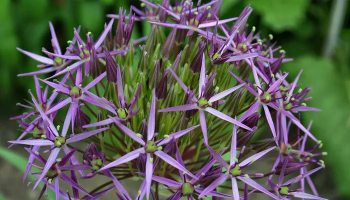 Blumen Juli - Diese Sommerblumen sind ein Muss Blumen Juli