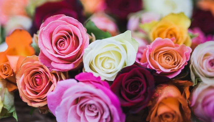 Geburtsblume Juni - Die Rose ist ein echter Klassiker Geburtsblume Juni
