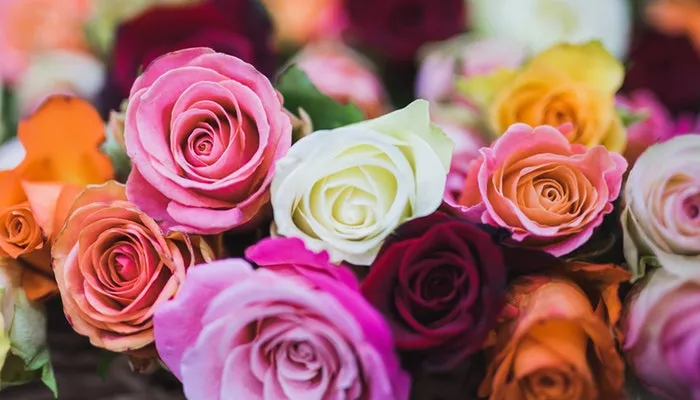 Geburtsblume Juni - Die Rose ist ein echter Klassiker Geburtsblume Juni