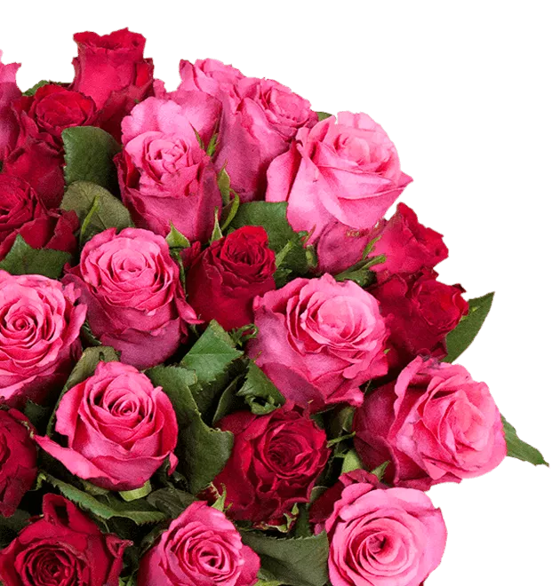 Rot-pinke Rosen