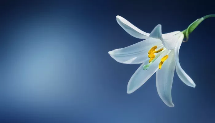 Geburtsblume Mai