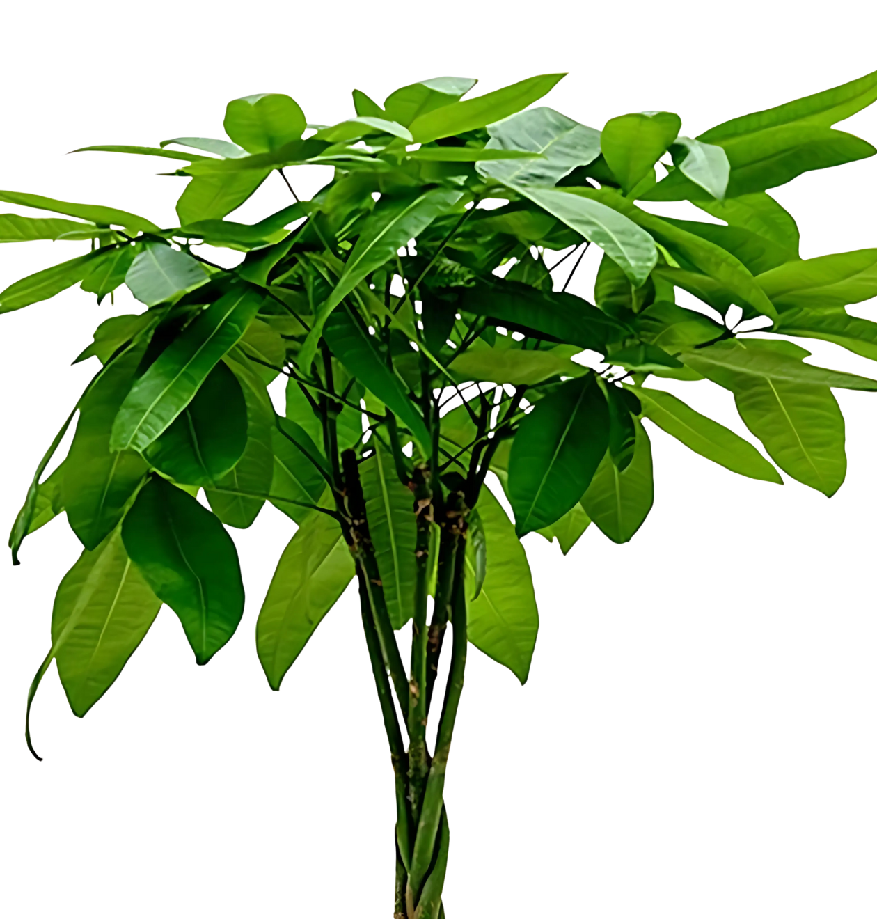 6er-Set “Tierfreund” | Bergpalme | Bananenpflanze | Goldfruchtpalme | Grünlilie | Korbmarante | Glückskastanie | +/- 30-60cm | ø 12-15cm Topf