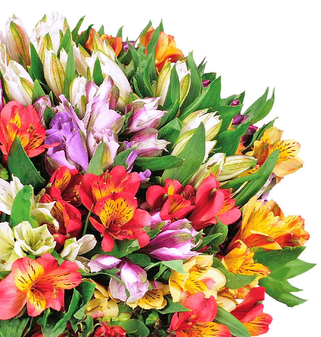 Alstroemeria - Inkalilien